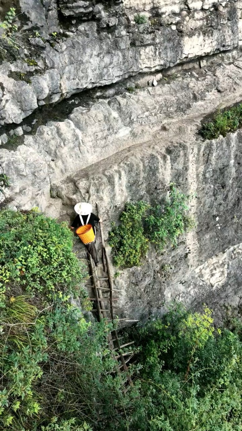 Bamboo ladder trail